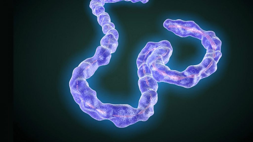 Ancestors of Coronavirus