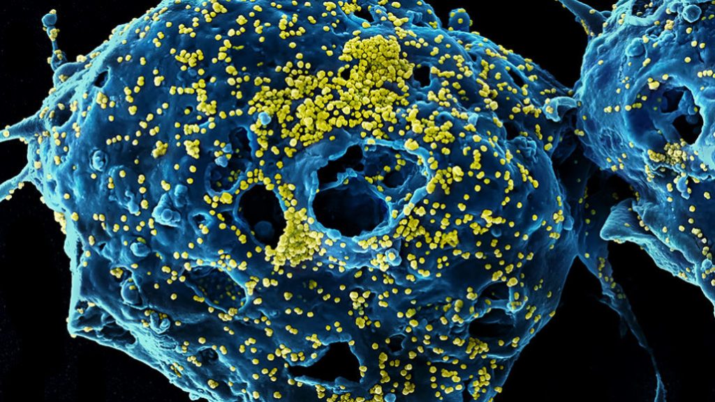 Ancestors of Coronavirus