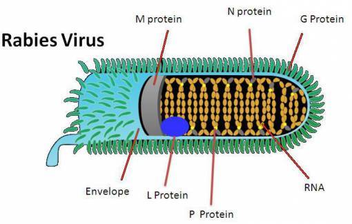 Ancestors of Coronavirus