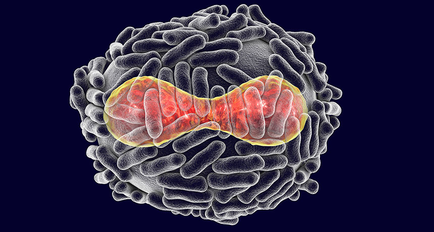 Ancestors of Coronavirus