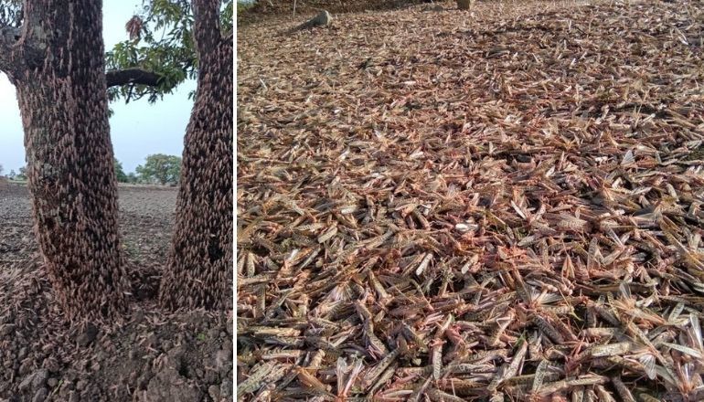 As India fights locust swarms