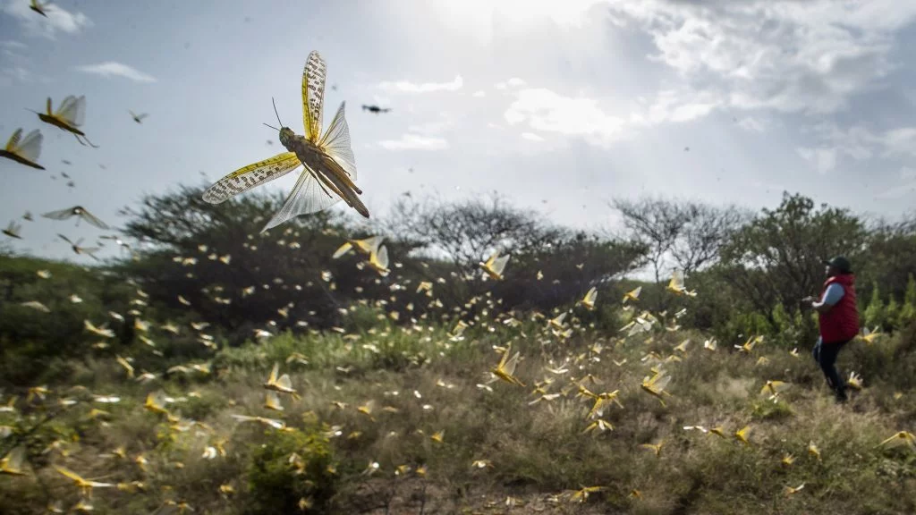 As India fights locust swarms