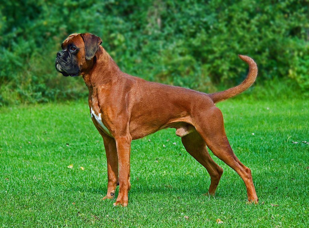 Dangerous Dog Breed: Boxer