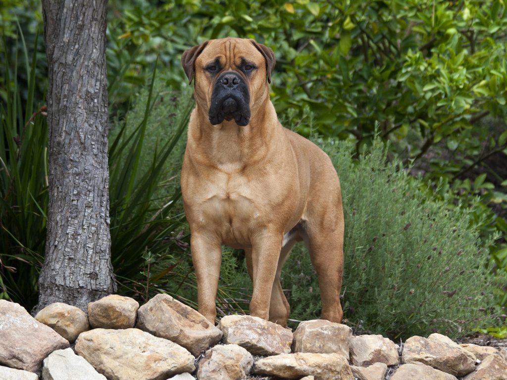 Dangerous Dog Breed: Bullmastiff