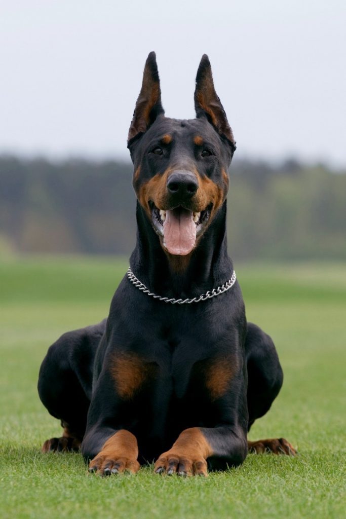 Dangerous Dog Breed: Doberman Pinscher