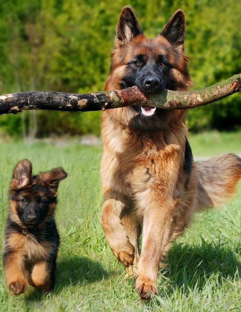 Dangerous Dog Breed: German Shepherd