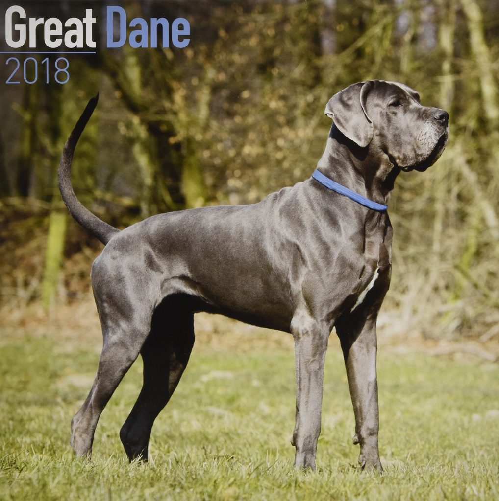 Dangerous Dog Breed: Great Dane