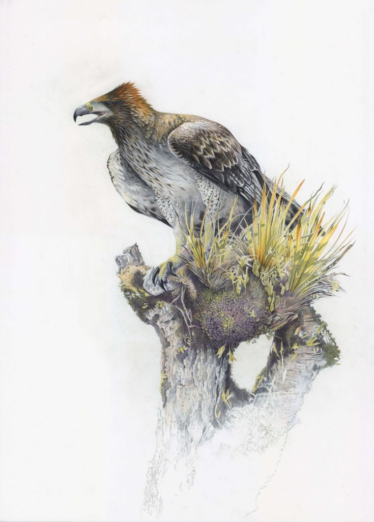 Dangerous animals in the world: Haast's eagle