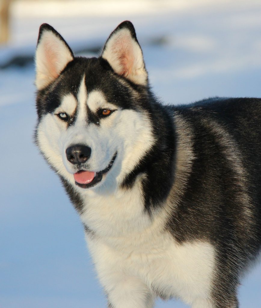 Dangerous Dog Breed: Husky