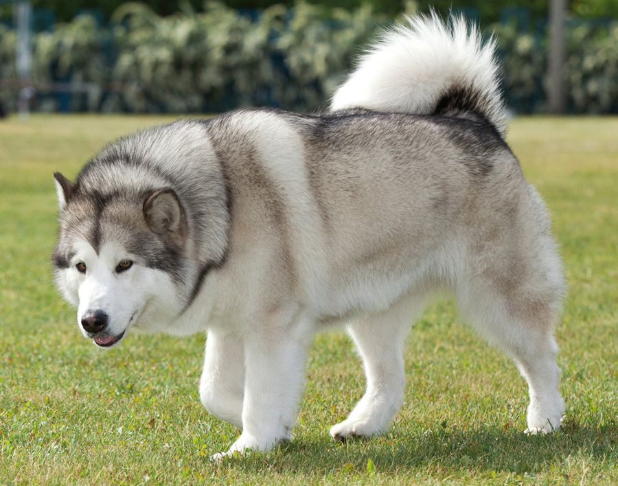 Dangerous Dog Breed: Malamute