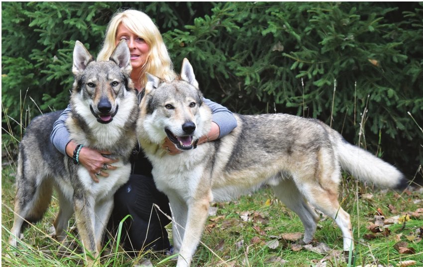Dangerous Dog Breed: Wolf Hybrid