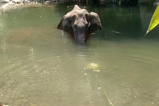 Pregnant Elephant Fed With Pineapple Loaded With Fire Crackers