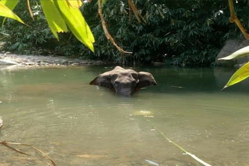 Pregnant Elephant Fed With Pineapple Loaded With Fire Crackers