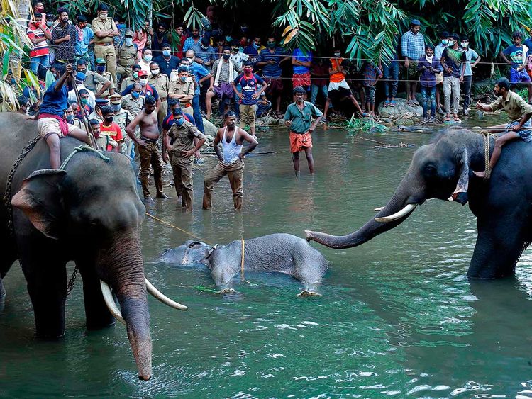 Pregnant Elephant Fed With Pineapple Loaded With Fire Crackers