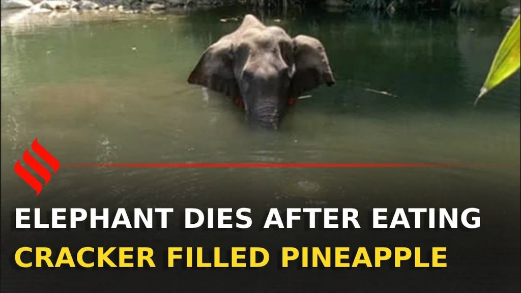 Pregnant Elephant Fed With Pineapple Loaded With Fire Crackers