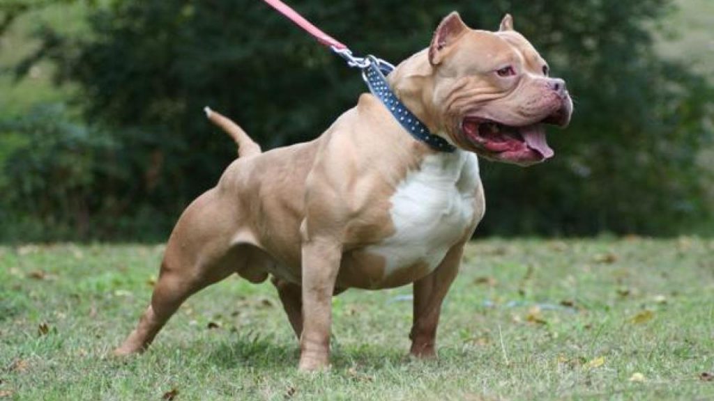 Dangerous Dog Breed: Pit Bull