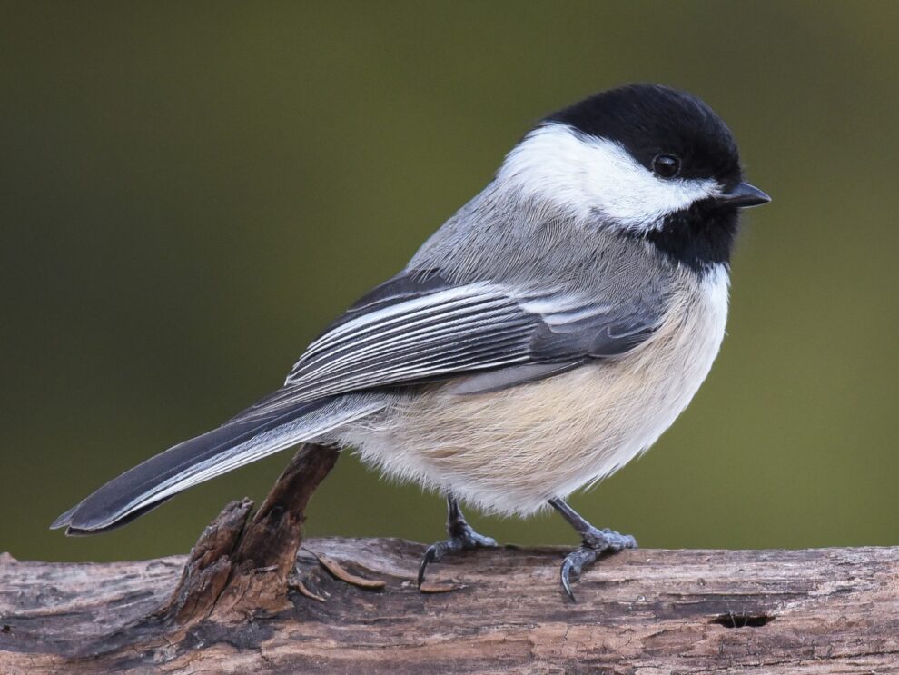 List of birds found in Virginia, birds of Virginia - World-Wire