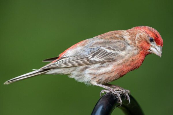 List of birds found in Colorado, birds of Colorado - World-Wire