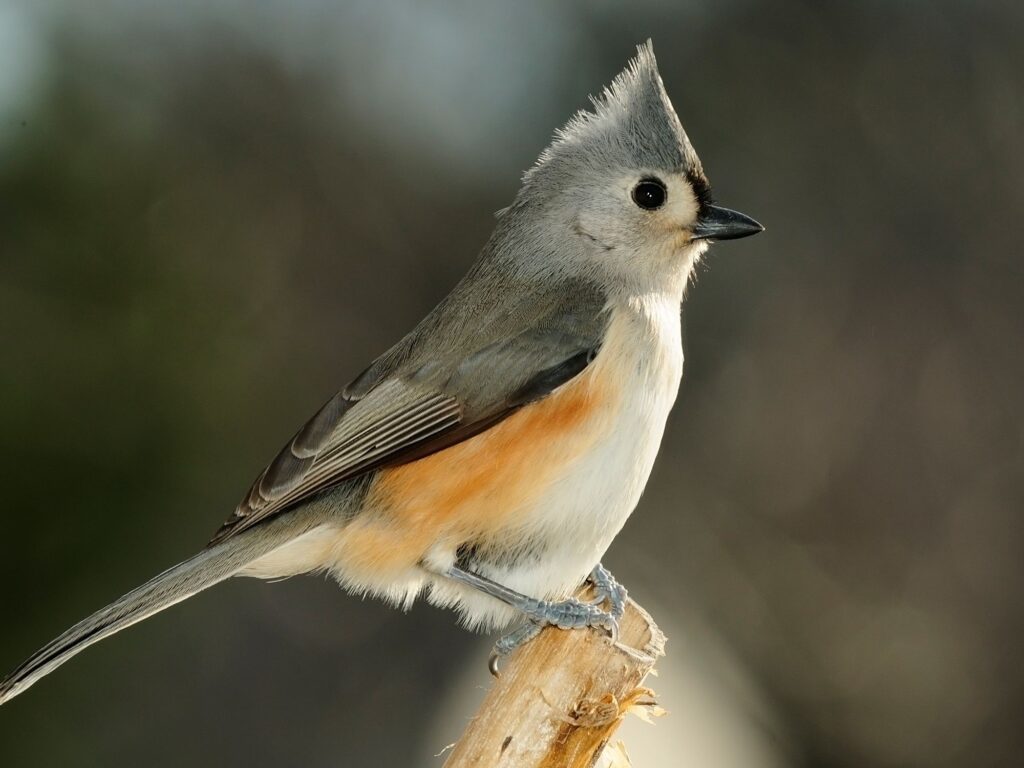 List Of Birds Found In Virginia, Birds Of Virginia - World-wire