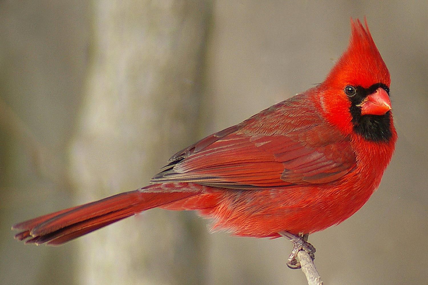 northern-cardinal-male