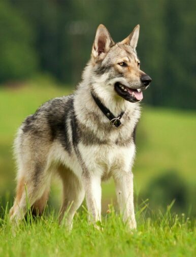 Coyote Hybrid dog - Everything you need to know - World-Wire