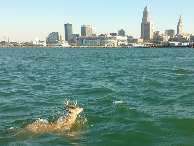 Have you ever wanted to swim in Lake Erie (Complete Guide)