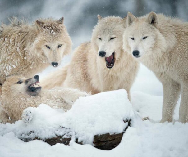 wolves-in-wildlife