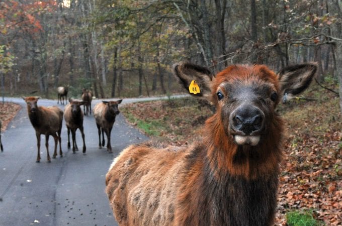 Lone Elk Park