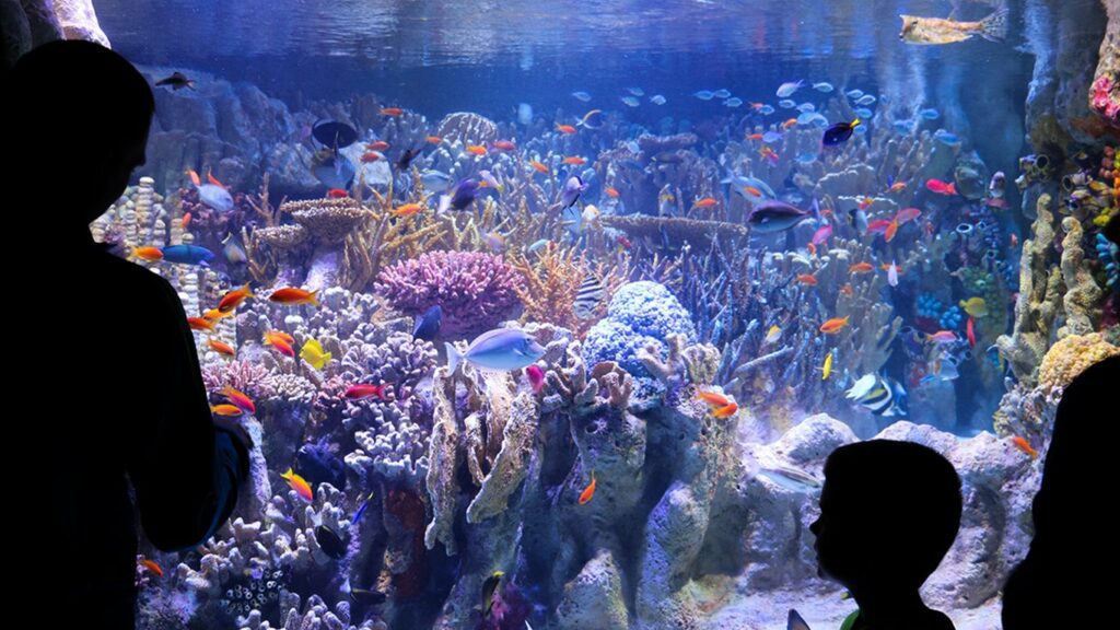 New England Aquarium