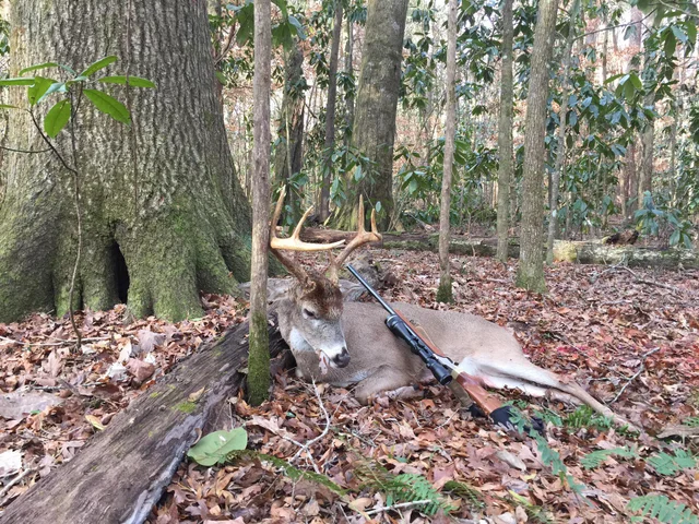 Tuskegee National Forest, Auburn