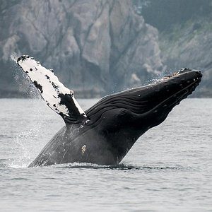 Juneau Wildlife Whale Watching