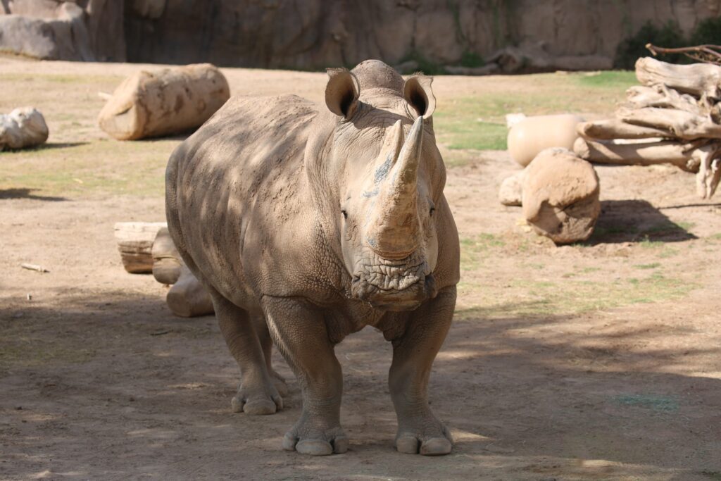 Rhino at Reid Park Zoo