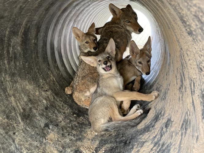 Southwest Wildlife Conservation Center, Scottsdale AZ