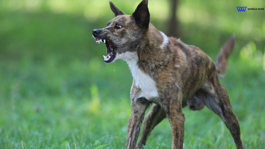 What makes a dog Aggressive and Likely to Attack?