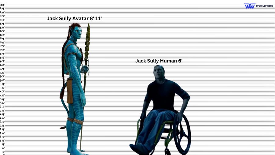 Jack Sully Height Chart